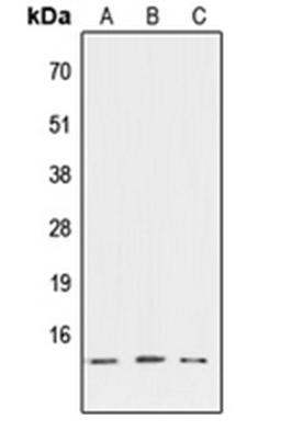 Western blot analysis of HEK293T (Lane 1), NIH3T3 (Lane 2), PC12 (Lane 3) whole cell lysates using ATP6V1G3 antibody