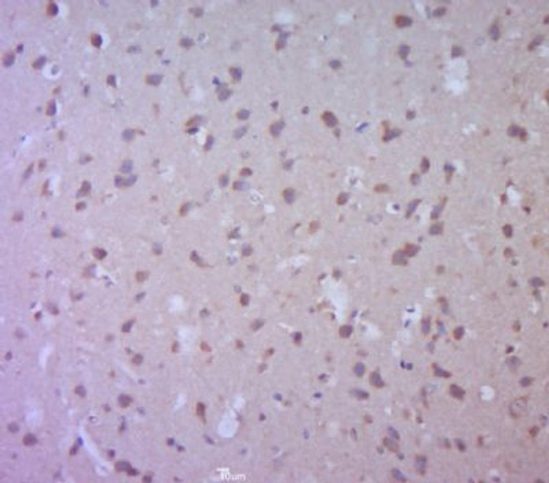 Immunohistochemical staining of Mouse brain tissue using Synaptophysin antibody.