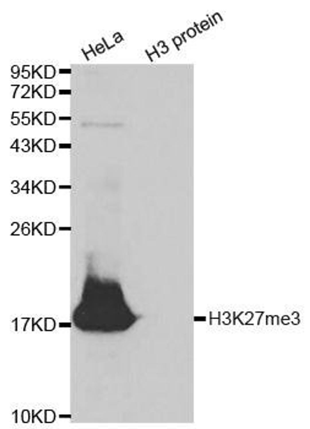 Western blot analysis of extracts of HeLa cell line and H3 protein expressed in E.coli using Histone Histone H3K27me3 antibody