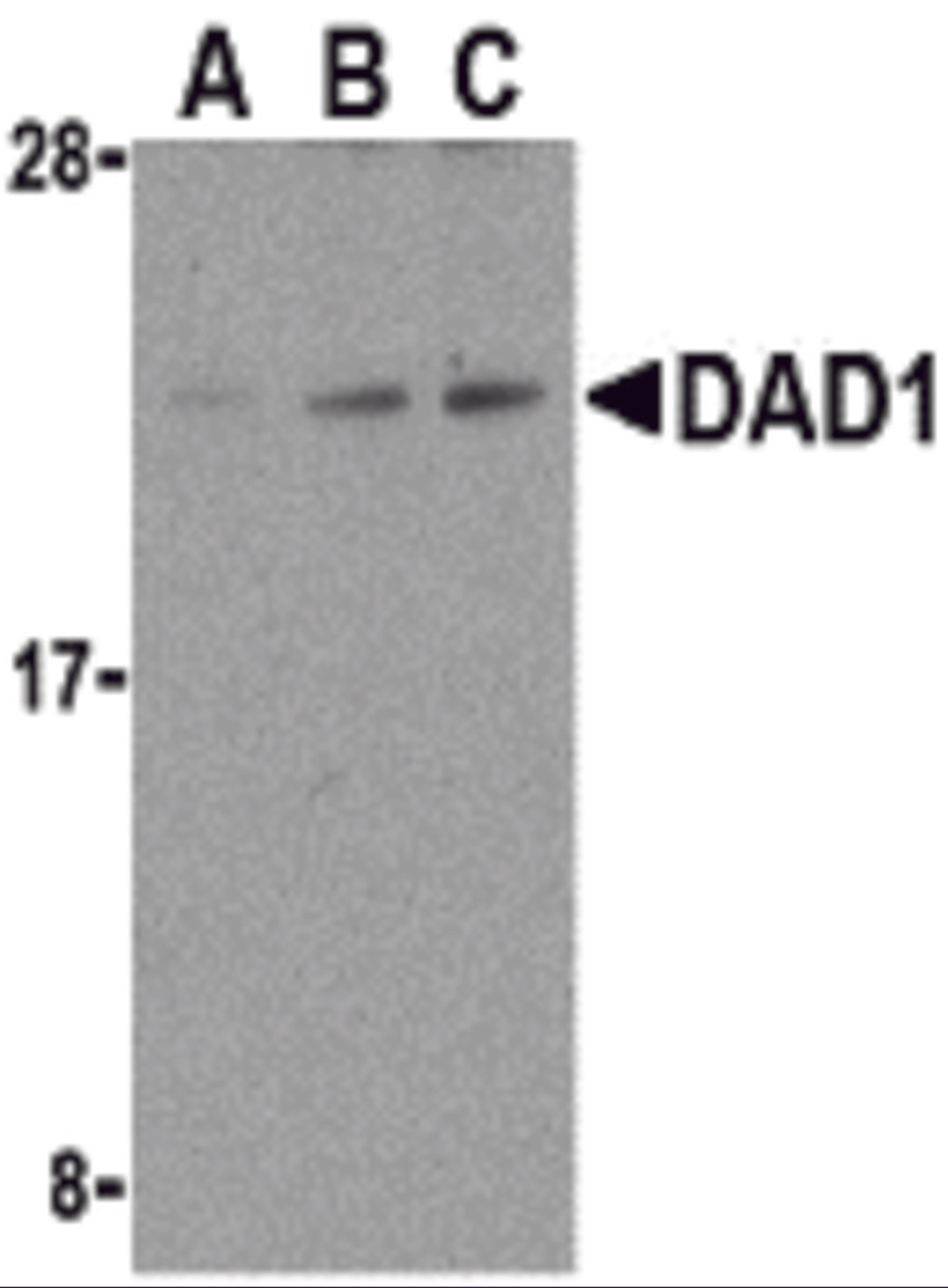 Western blot analysis of DAD1 in HepG2 cell lysate with DAD1 antibody at (A) 0.5, (B) 1, and (C) 2 &#956;g/mL.