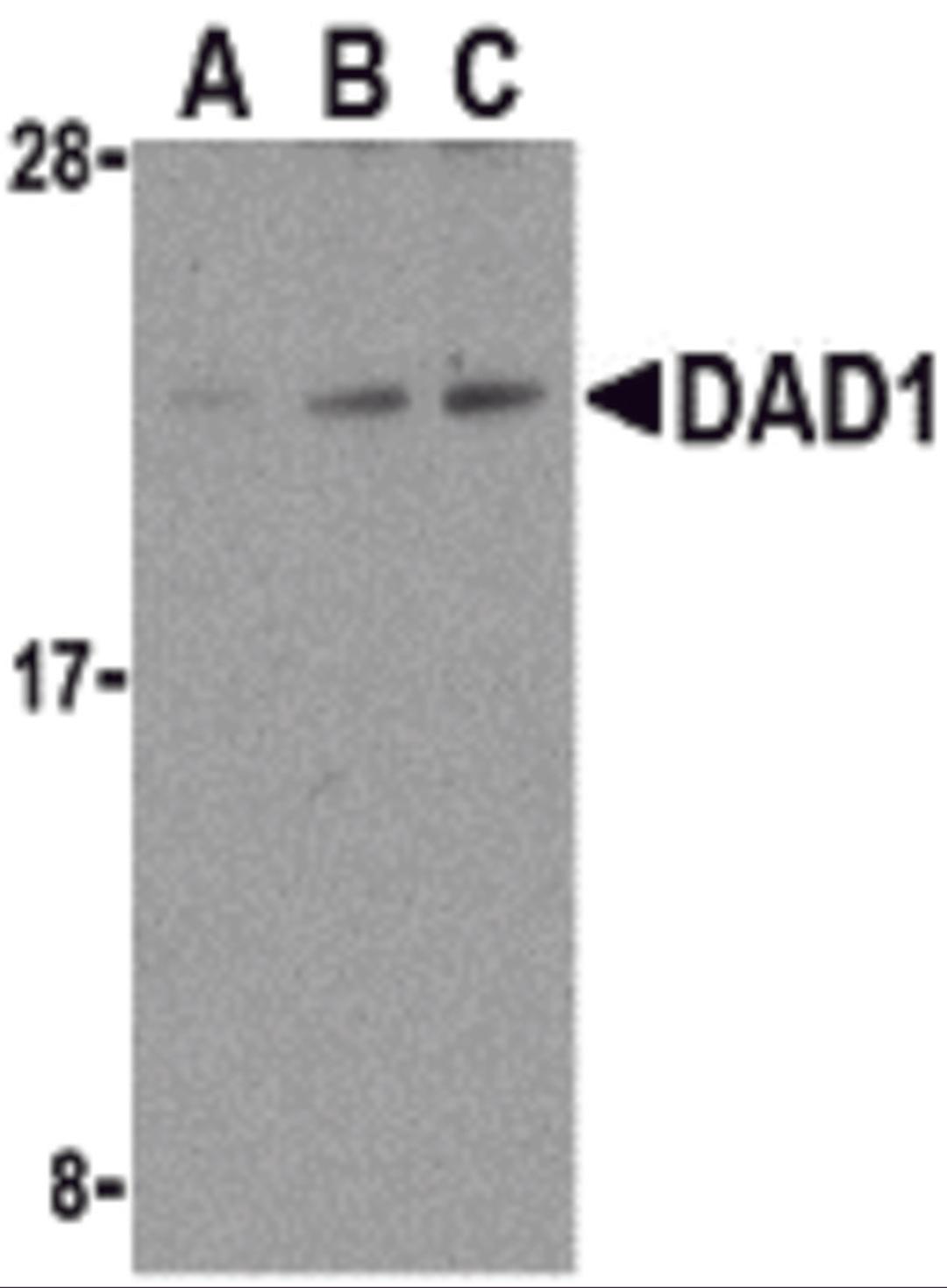Western blot analysis of DAD1 in HepG2 cell lysate with DAD1 antibody at (A) 0.5, (B) 1, and (C) 2 μg/mL.