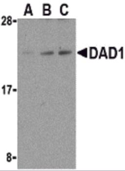 Western blot analysis of DAD1 in HepG2 cell lysate with DAD1 antibody at (A) 0.5, (B) 1, and (C) 2 μg/mL.
