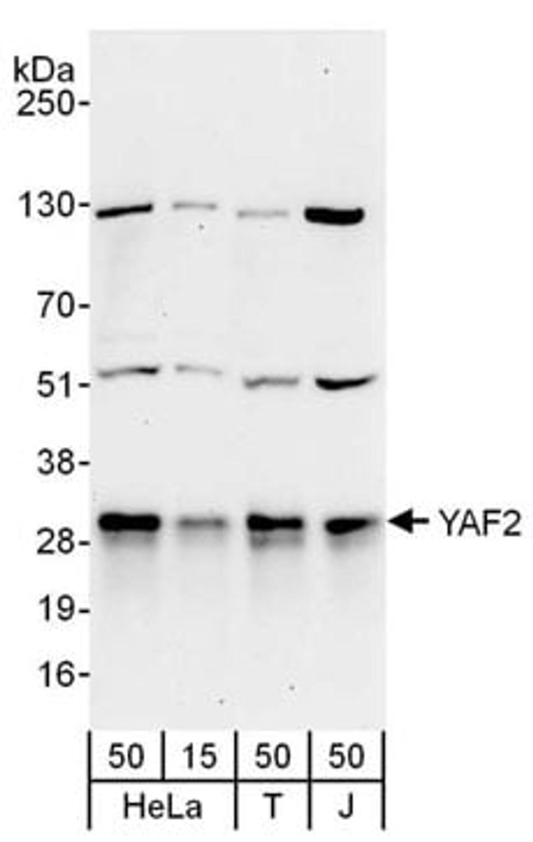 Detection of human YAF2 by western blot.