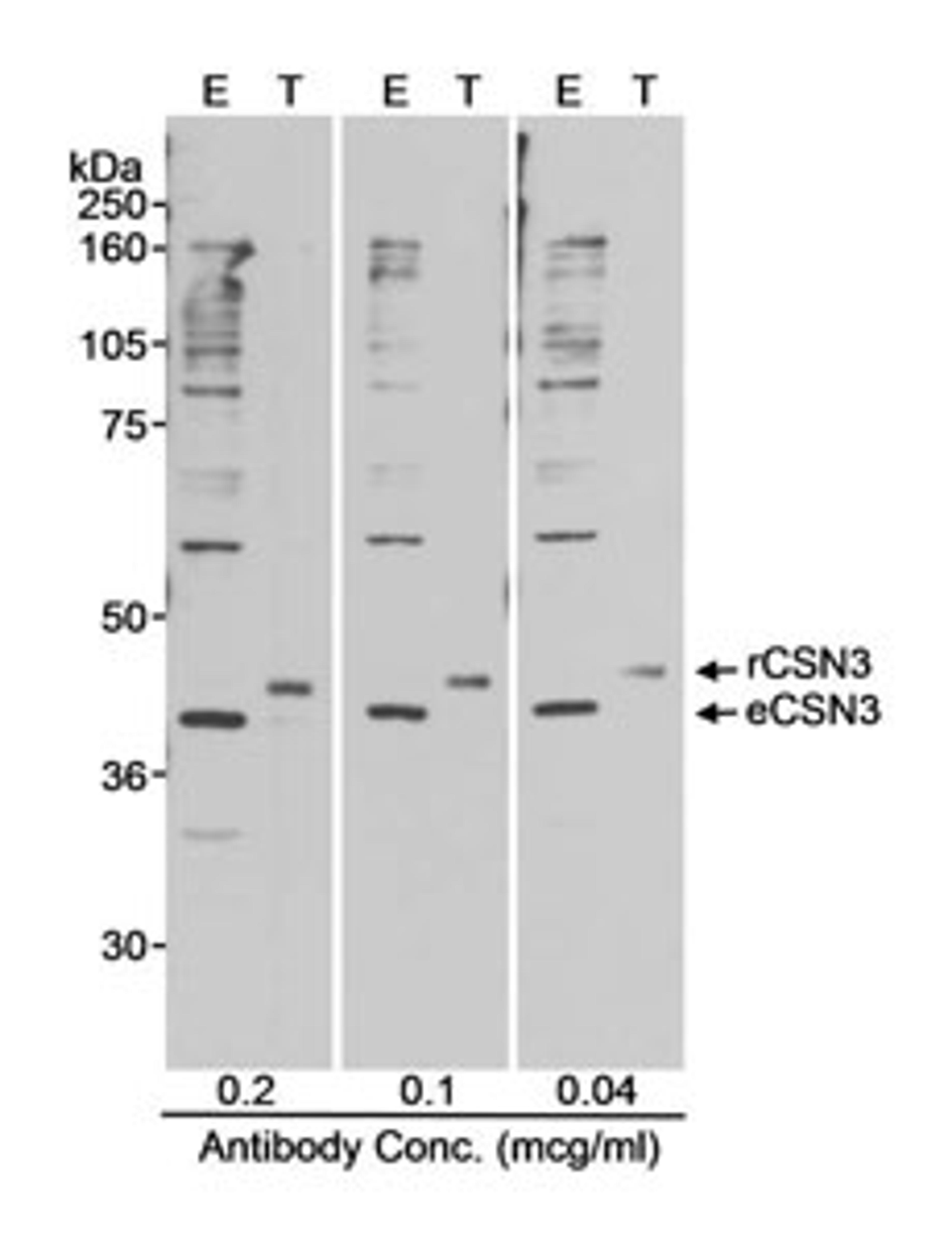 Detection of human CSN3 by western blot.