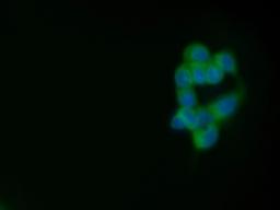 Immunofluorescence staining of MCF-7 cells with Mouse anti Human CD227:FITC