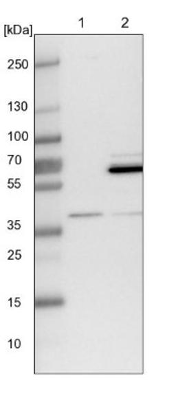 Western Blot: WDR92 Antibody [NBP1-92594] - Lane 1: NIH-3T3 cell lysate (Mouse embryonic fibroblast cells)<br/>Lane 2: NBT-II cell lysate (Rat Wistar bladder tumour cells)