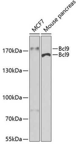 Western blot - Bcl9 antibody (A6795)