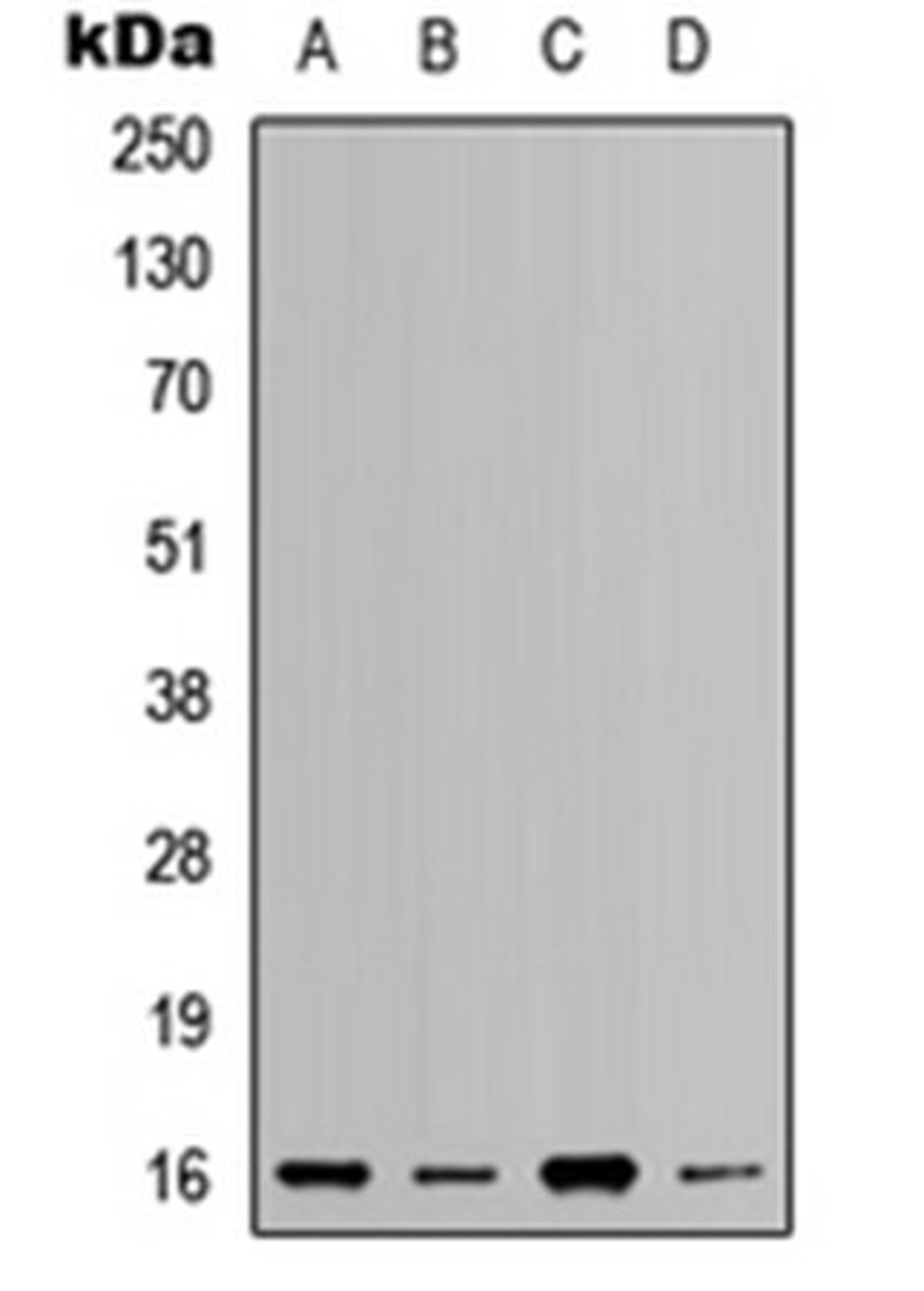 Western blot analysis of HeLa (Lane 1), HEK293T (Lane 2), Raw264.7 (Lane 3), H9C2 (Lane 4) whole cell lysates using RPL37A antibody