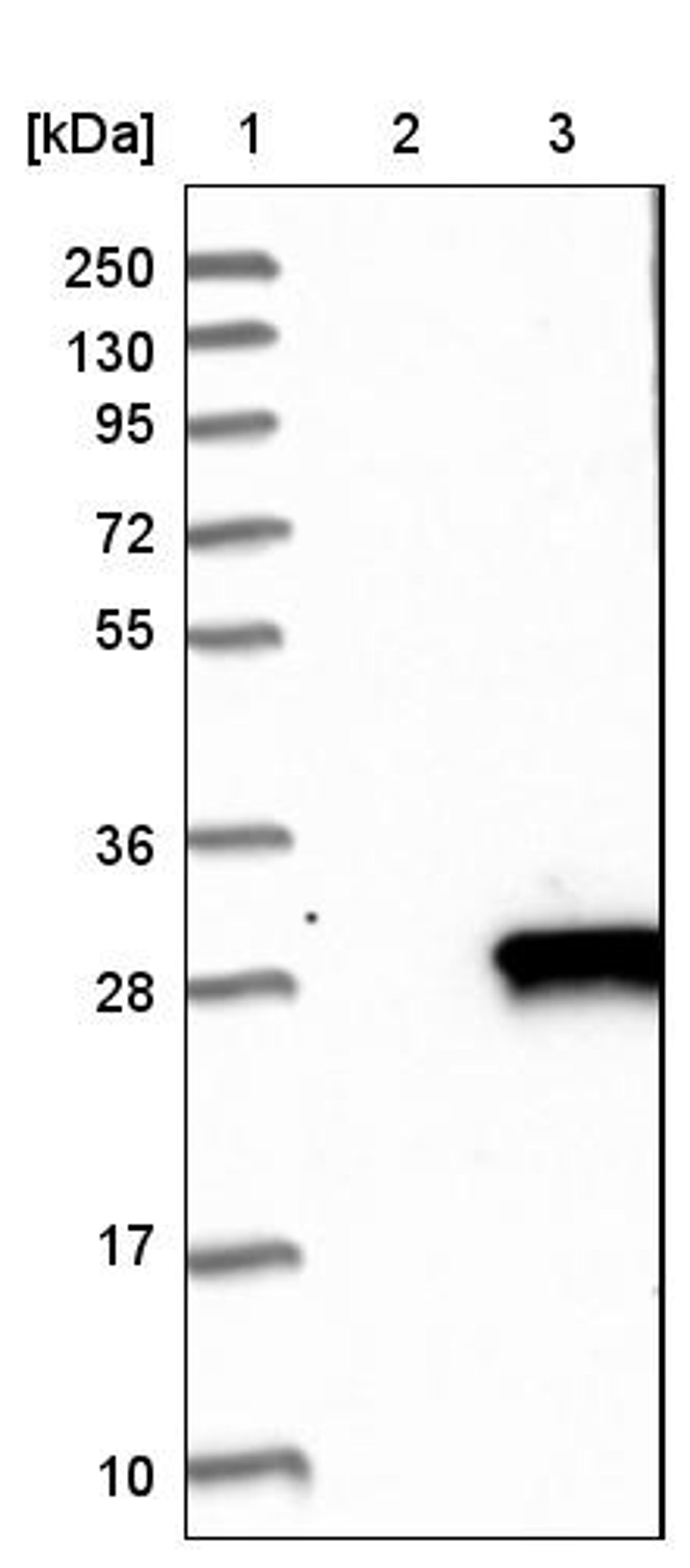 Western Blot: DUSP14 Antibody [NBP1-81046] - Lane 1: Marker [kDa] 250, 130, 95, 72, 55, 36, 28, 17, 10<br/>Lane 2: Negative control (vector only transfected HEK293T lysate)<br/>Lane 3: Over-expression lysate (Co-expressed with a C-terminal myc-DDK tag (~3.1 kDa) in mammalian HEK293T cells, LY402077)