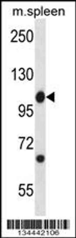 Western blot analysis in mouse spleen tissue lysates (35ug/lane).