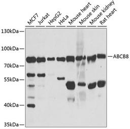 Western blot - ABCB8 antibody (A2653)