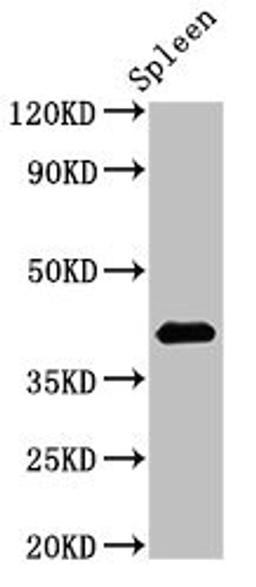 Western Blot. Positive WB detected in: Rat spleen tissue. All lanes: HS2ST1 antibody at 2.7µg/ml. Secondary. Goat polyclonal to rabbit IgG at 1/50000 dilution. Predicted band size: 42, 35, 27 kDa. Observed band size: 42 kDa