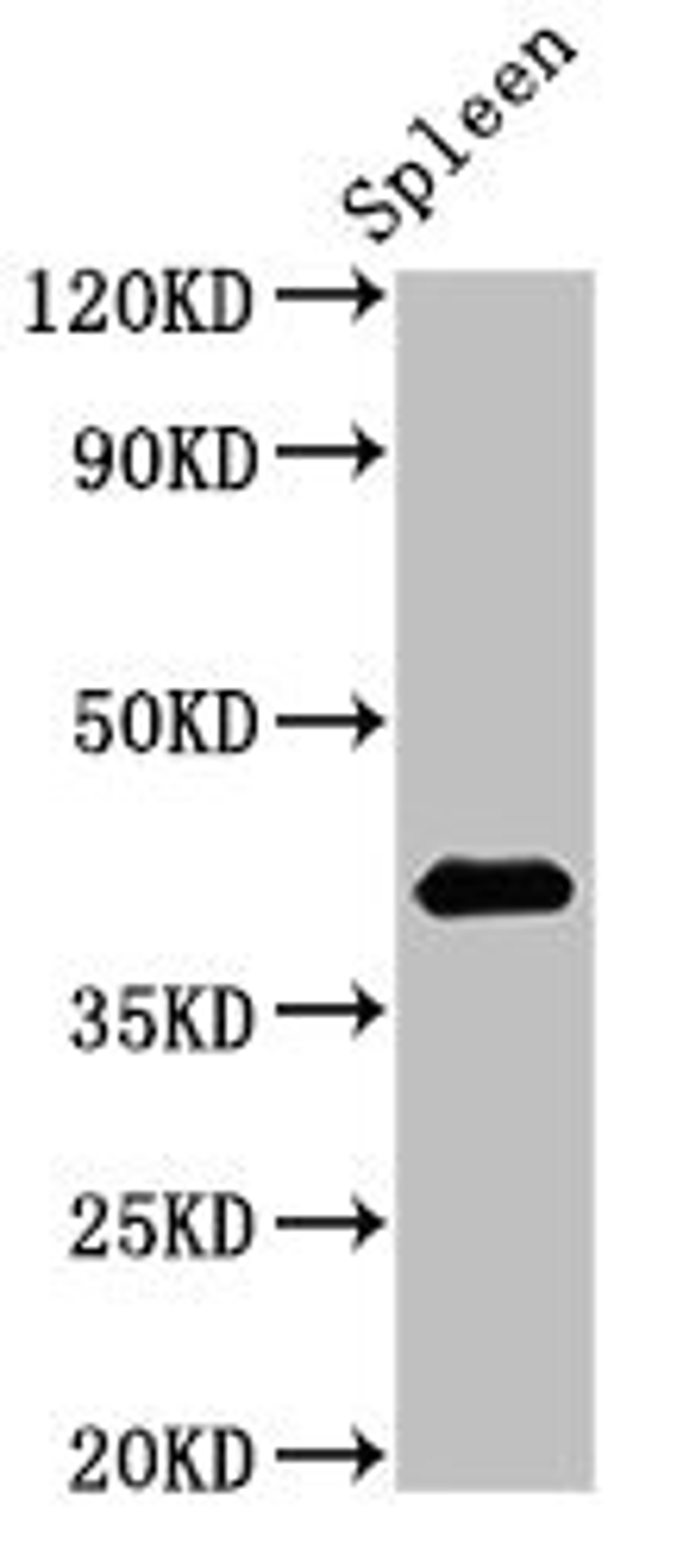 Western Blot. Positive WB detected in: Rat spleen tissue. All lanes: HS2ST1 antibody at 2.7µg/ml. Secondary. Goat polyclonal to rabbit IgG at 1/50000 dilution. Predicted band size: 42, 35, 27 kDa. Observed band size: 42 kDa