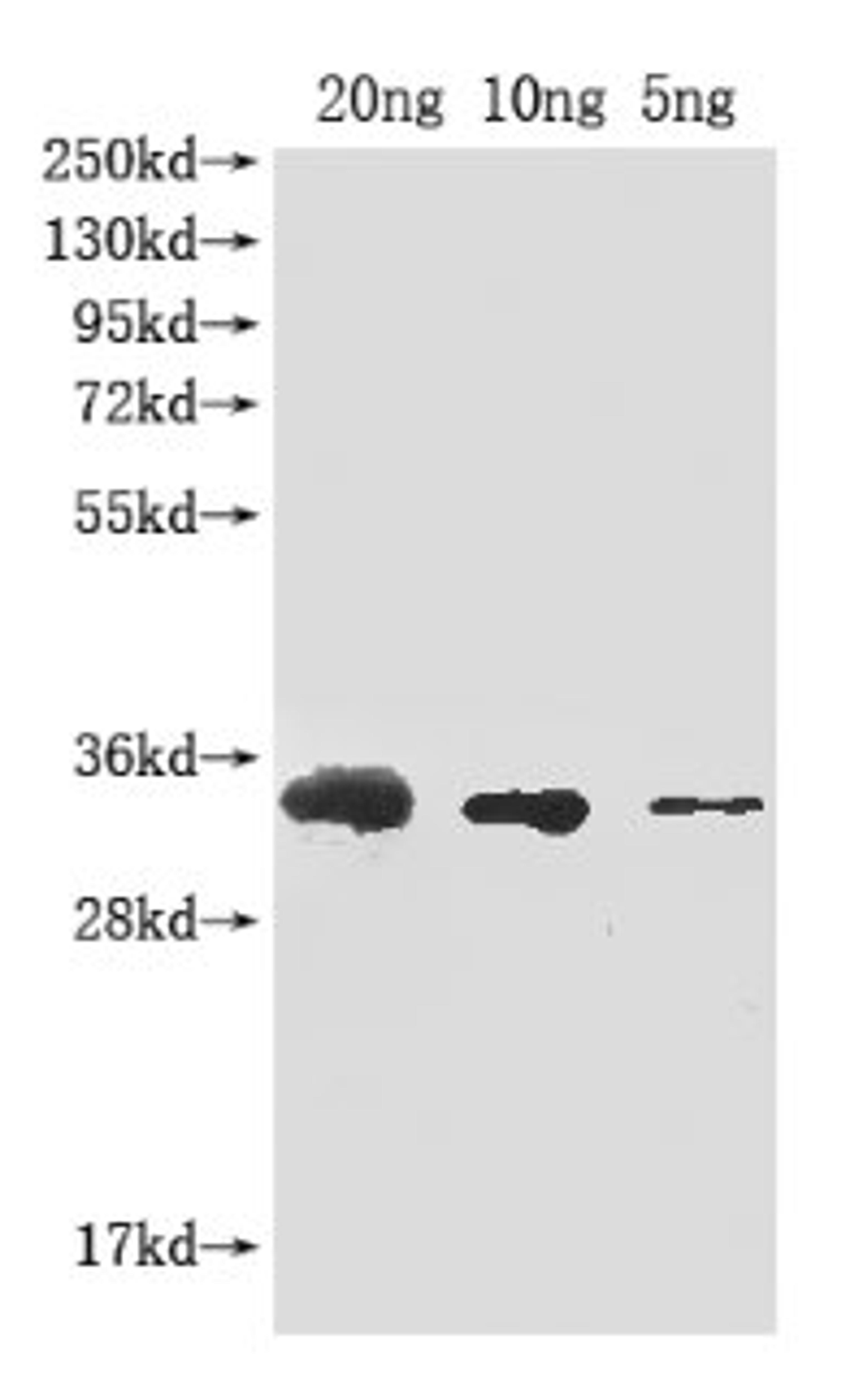 Western Blot. Positive WB detected in Recombinant protein. All lanes: Abrin-a antibody at 1:2000. Secondary. Goat polyclonal to rabbit IgG at 1/50000 dilution. Predicted band size: 33 kDa. Observed band size: 33 kDa. 