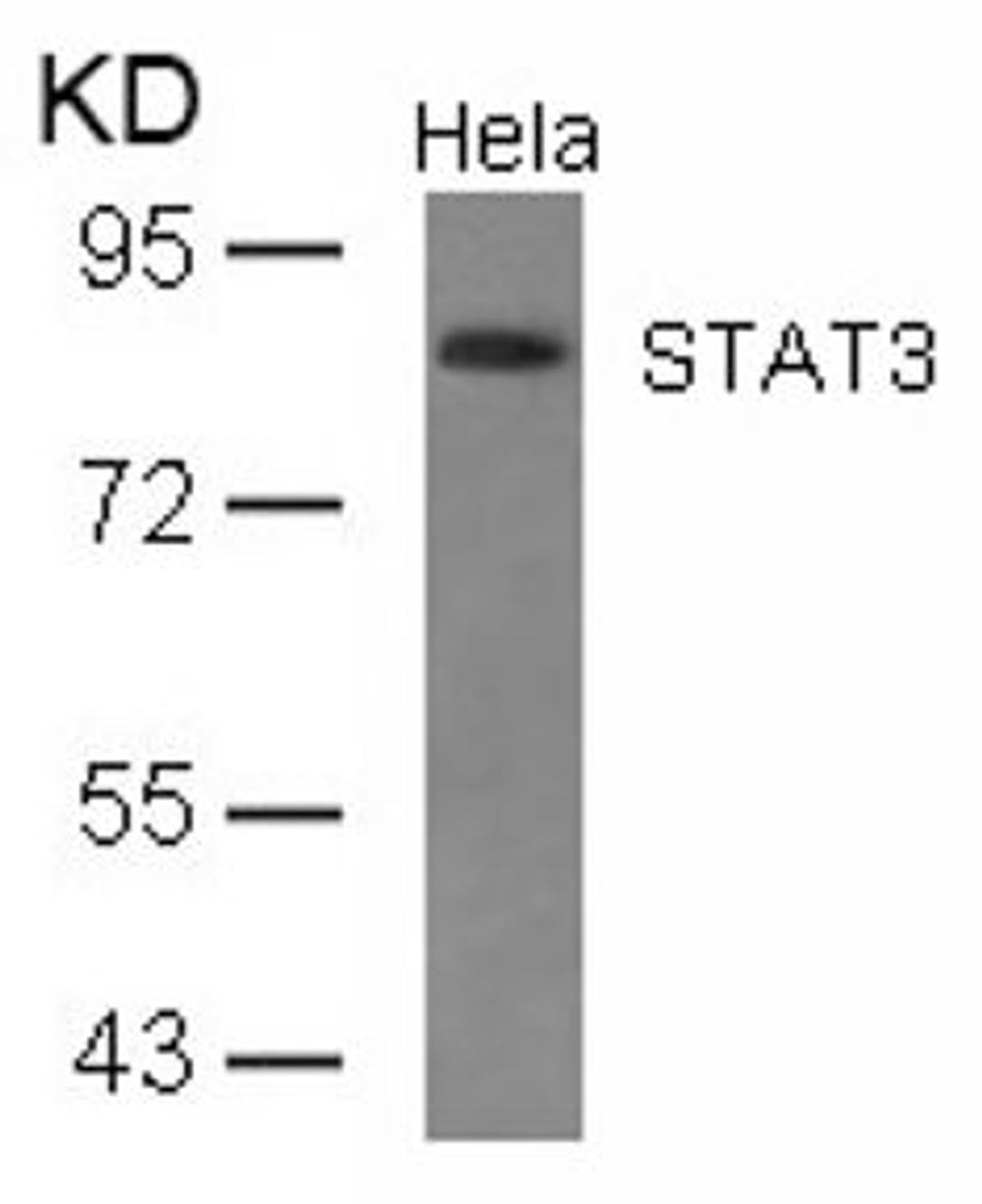 Western blot analysis of lysed extracts from HeLa cells using STAT3 (Ab-727).