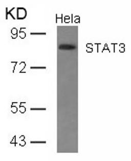 Western blot analysis of lysed extracts from HeLa cells using STAT3 (Ab-727).