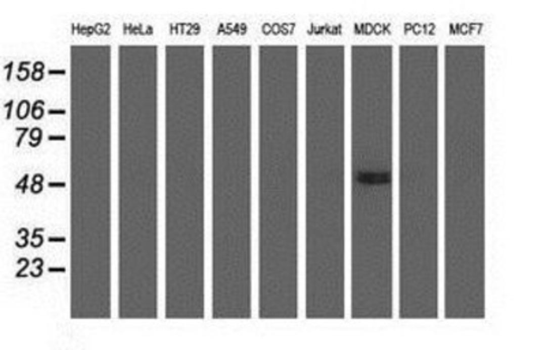 Western Blot: KIST Antibody (2H4) [NBP2-03027] Analysis of extracts (35ug) from 9 different cell lines by using anti-KIST monoclonal antibody.