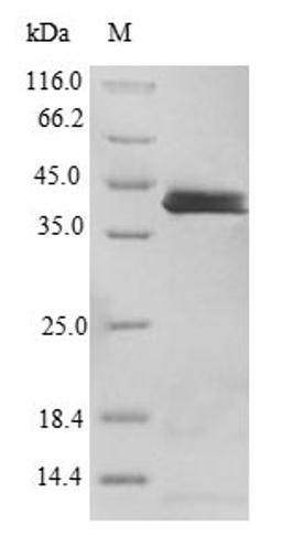 (Tris-Glycine gel) Discontinuous SDS-PAGE (reduced) with 5% enrichment gel and 15% separation gel.