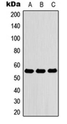 Western blot analysis of HEK293T (Lane 1), Raw264.7 (Lane 2), PC12 (Lane 3) whole cell lysates using ZNF76 antibody