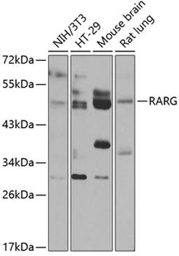 Western blot - RARG antibody (A7448)