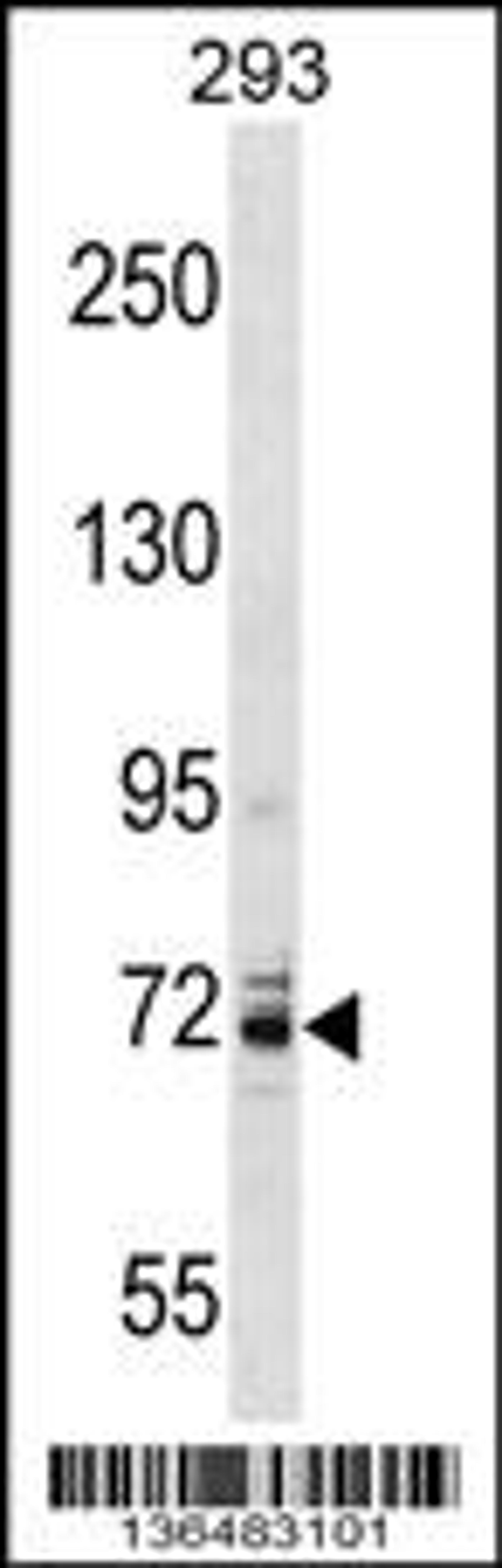 Western blot analysis in 293 cell line lysates (35ug/lane).