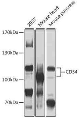 Western blot - CD34 antibody (A7429)