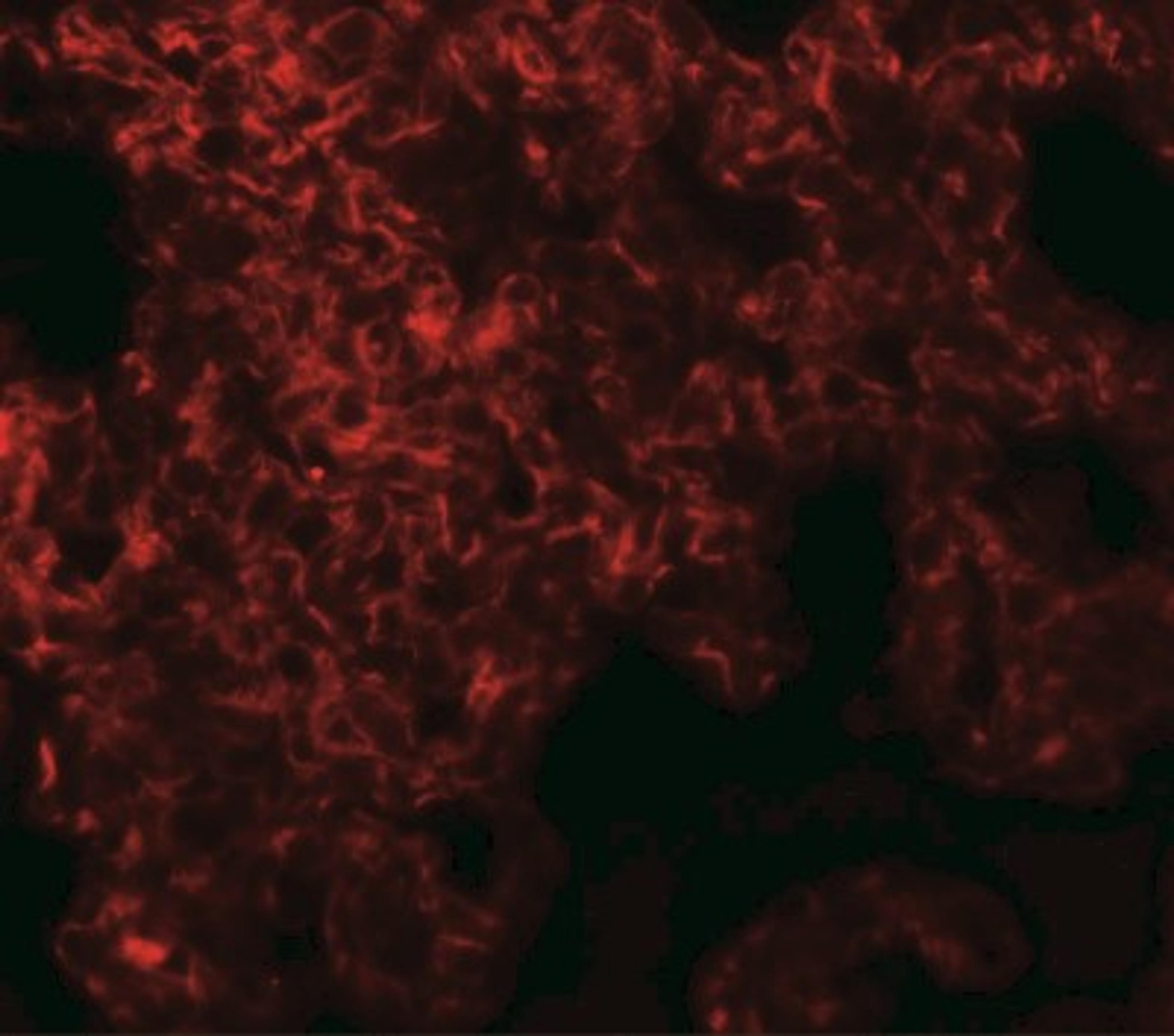 Immunocytochemistry/Immunofluorescence: NETO1 Antibody [NBP2-41134] - Immunofluorescence of NETO1 in rat lung tissue with NETO1 antibody at 20 ug/mL.