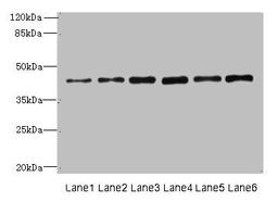 Western blot analysis of Mouse lung tissue(lane 1), HL60 whole cell lysate(lane 2), Mouse spleen(lane 3), Mouse heart(lane 4) tissue, Hela(lane 5), MCF7(lane 6) whole cell lysate using SUCNR1 antibody