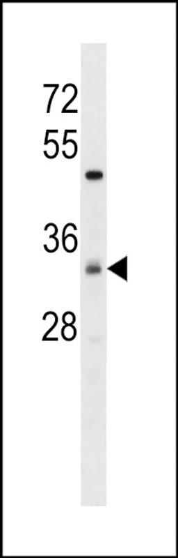 Western blot analysis in Hela cell line lysates (35ug/lane).