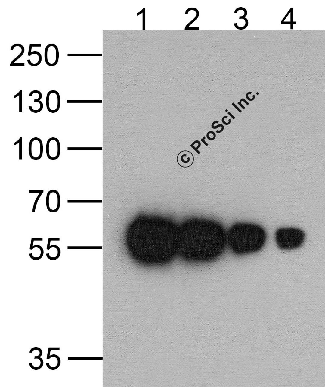 Western blot analysis of (1) 200ng, (2) 100 ng, (3) 50 ng, and (4) 25 ng of a HAT-tag-containing recombinant GGP1 protein with HAT-tag antibody at 0.5 μg/ml.