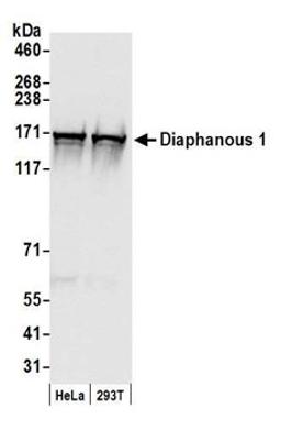 Detection of human Diaphanous 1 by western blot.