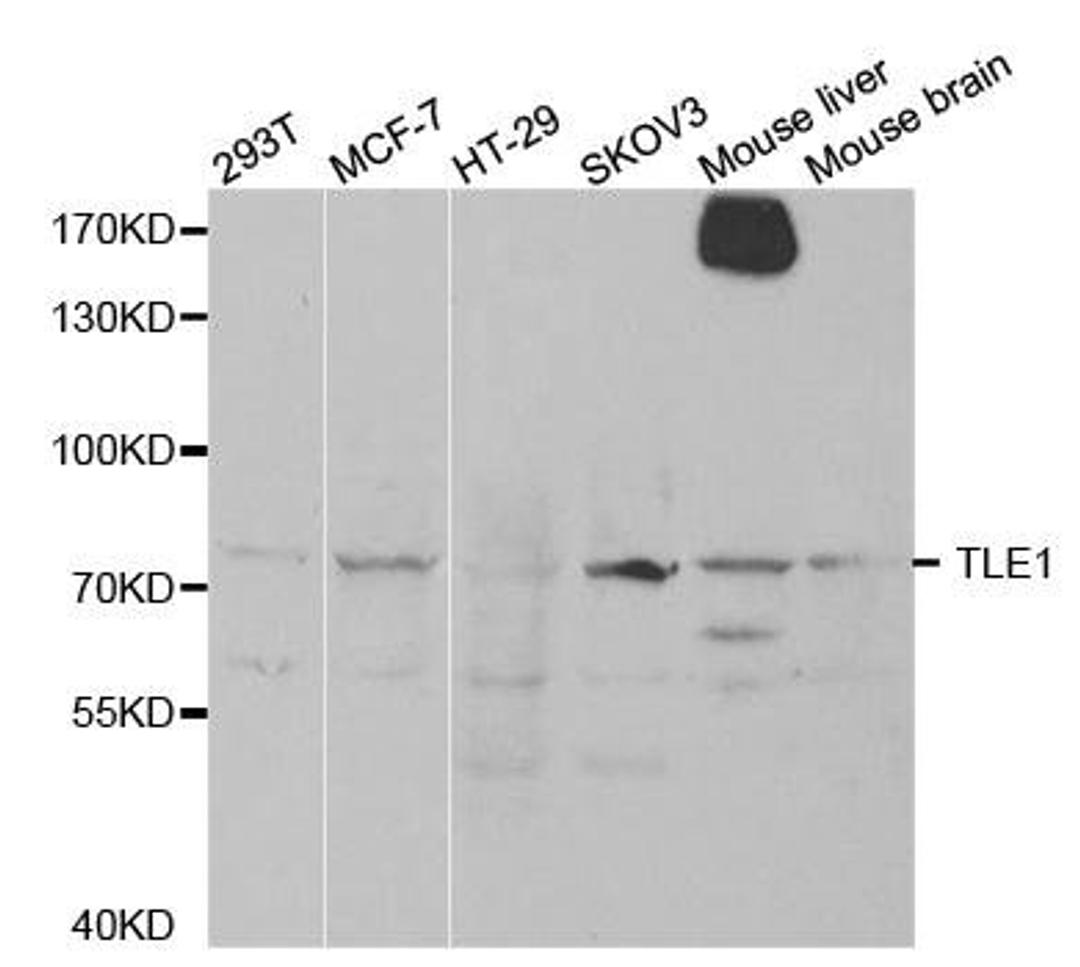 Western blot analysis of extracts of various cell lines using TLE1 antibody