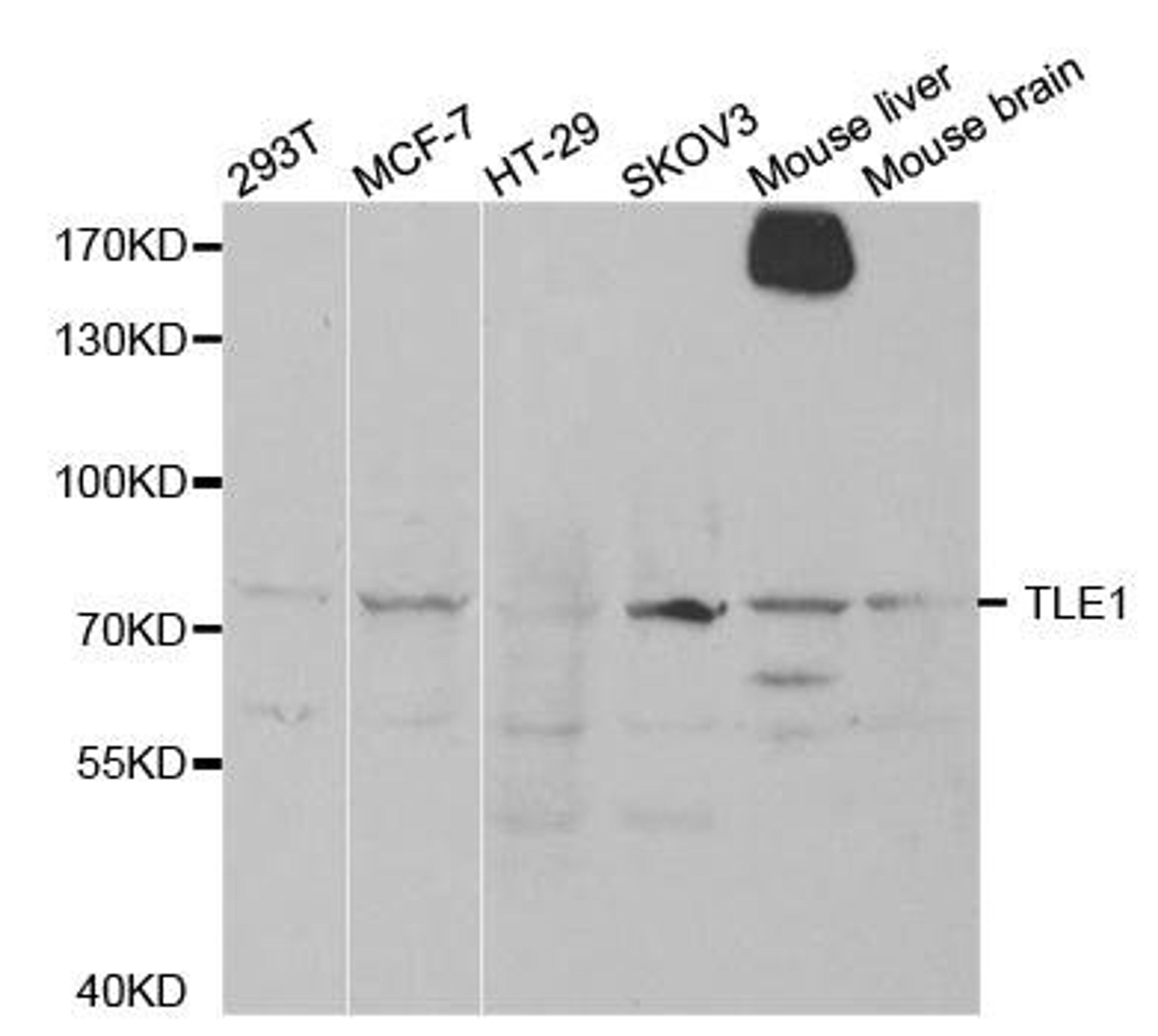 Western blot analysis of extracts of various cell lines using TLE1 antibody