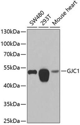 Western blot - GJC1 antibody (A7053)