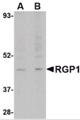 Western blot analysis of RGP1 in human heart tissue lysate with RGP1 antibody at (A) 1 and (B) 2 μg/mL.