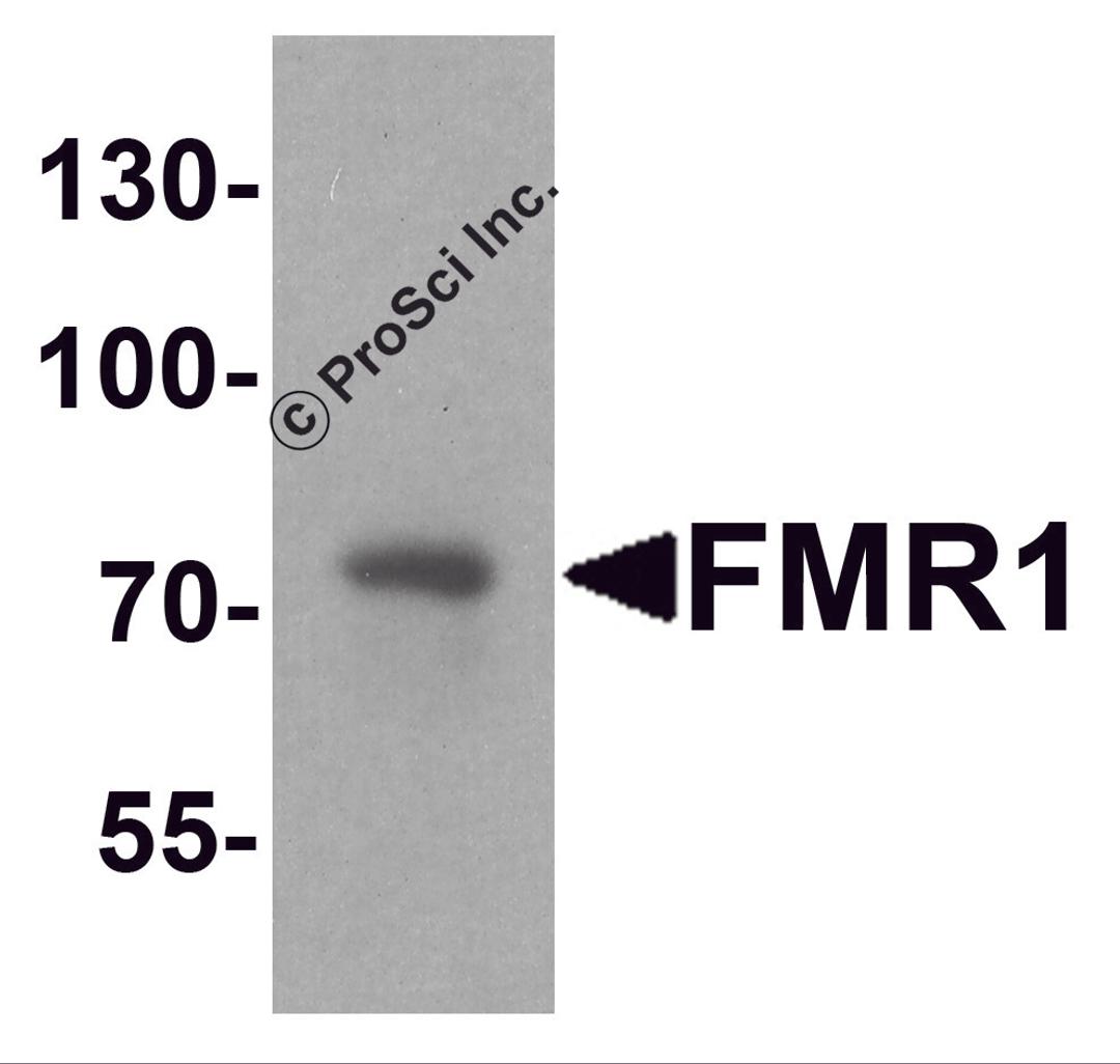 Western blot analysis of FMR1 in rat brain tissue lysate with FMR1 antibody at 1 μg/ml.