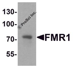 Western blot analysis of FMR1 in rat brain tissue lysate with FMR1 antibody at 1 μg/ml.