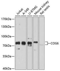 Western blot - COG6 antibody (A10319)