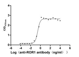 The Binding Activity of ROR1 with Anti-ROR1 recombinant antibody. Activity: Measured by its binding ability in a functional ELISA. Immobilized Human ROR1(CSB-MP020067HU1d7) at 2 μg/mL can bind Anti-ROR1 recombinant antibody, the EC<sub>50</sub> is 0.2450-0.3416 ng/mL.