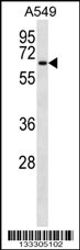 Western blot analysis in A549 cell line lysates (35ug/lane).