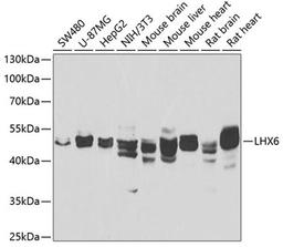 Western blot - LHX6 antibody (A7364)