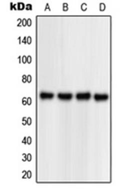 Western blot analysis of HEK293T (Lane 1), Jurkat (Lane 2), Raw264.7 (Lane 3), rat kidney (Lane 4) whole cell lysates using NPAS1 antibody