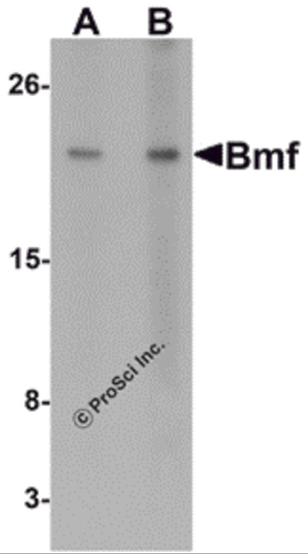 Western blot analysis of Bmf expression in HepG2 cell lysate with Bmf antibody at (A) 2.5 and (B) 5 μg/mL.