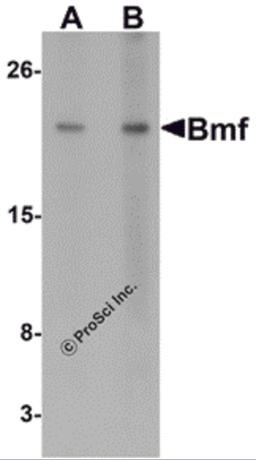 Western blot analysis of Bmf expression in HepG2 cell lysate with Bmf antibody at (A) 2.5 and (B) 5 μg/mL.