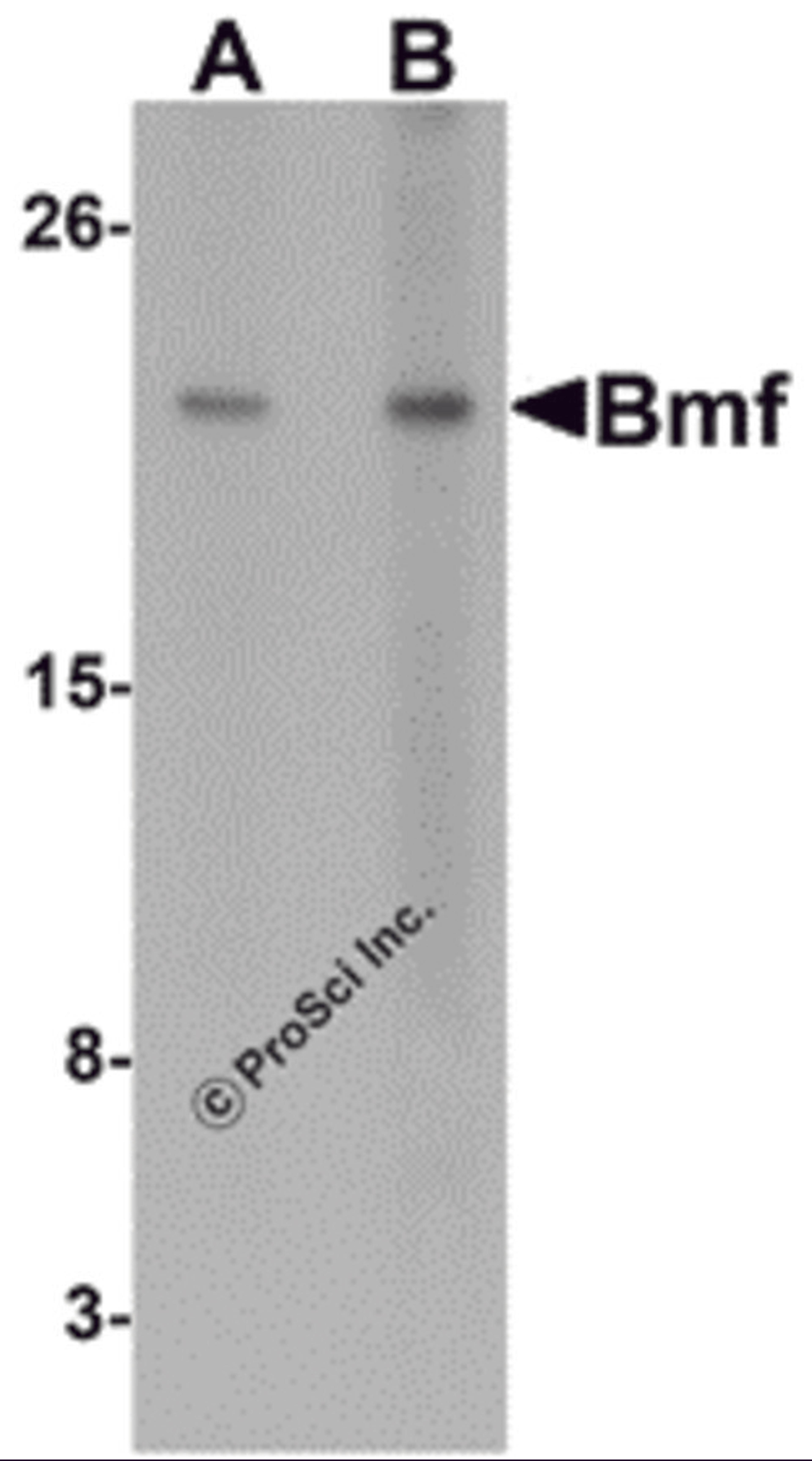 Western blot analysis of Bmf expression in HepG2 cell lysate with Bmf antibody at (A) 2.5 and (B) 5 μg/mL.