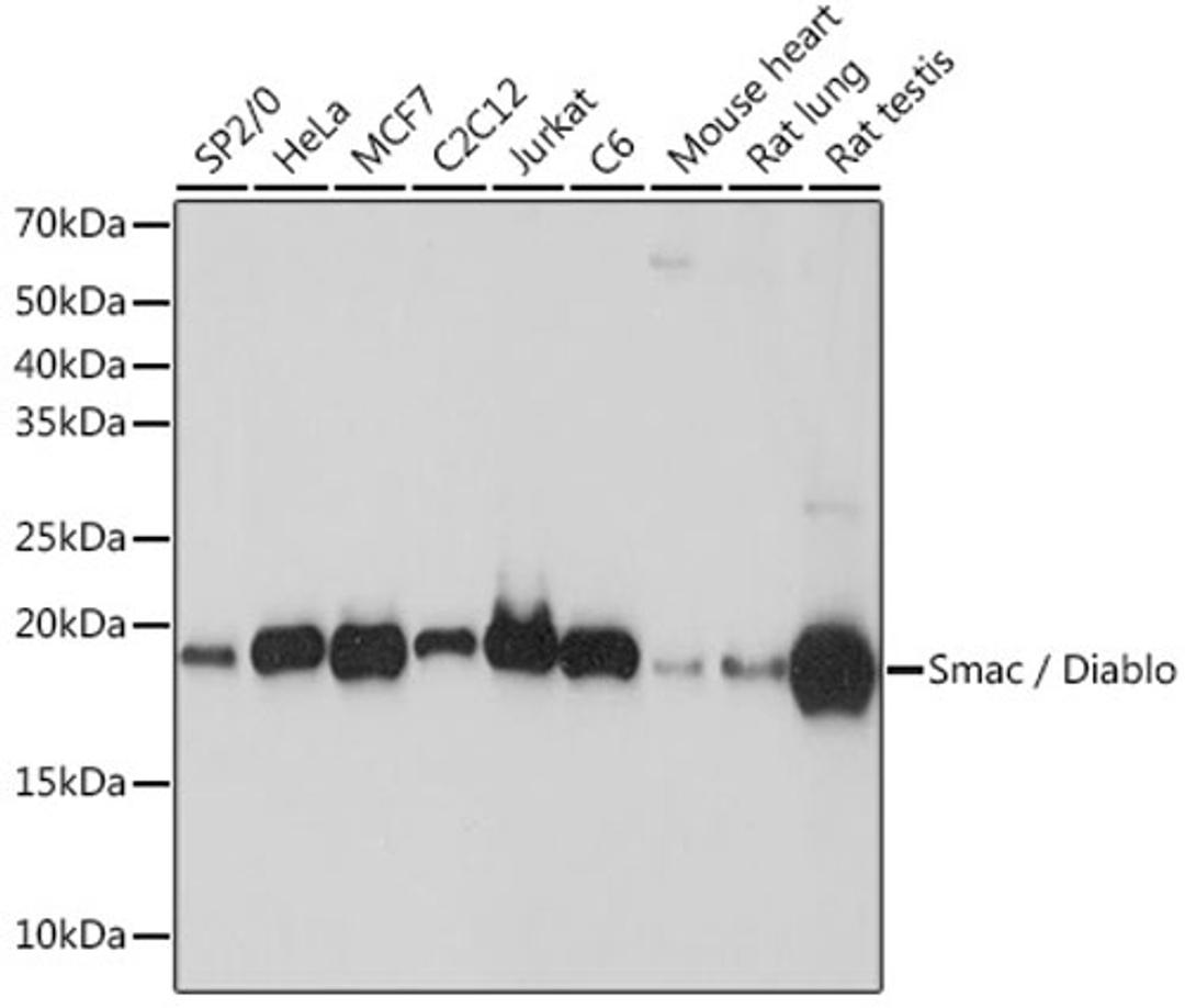 Western blot - Smac / Diablo Rabbit mAb (A8889)