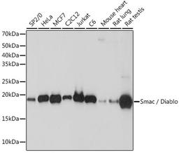 Western blot - Smac / Diablo Rabbit mAb (A8889)