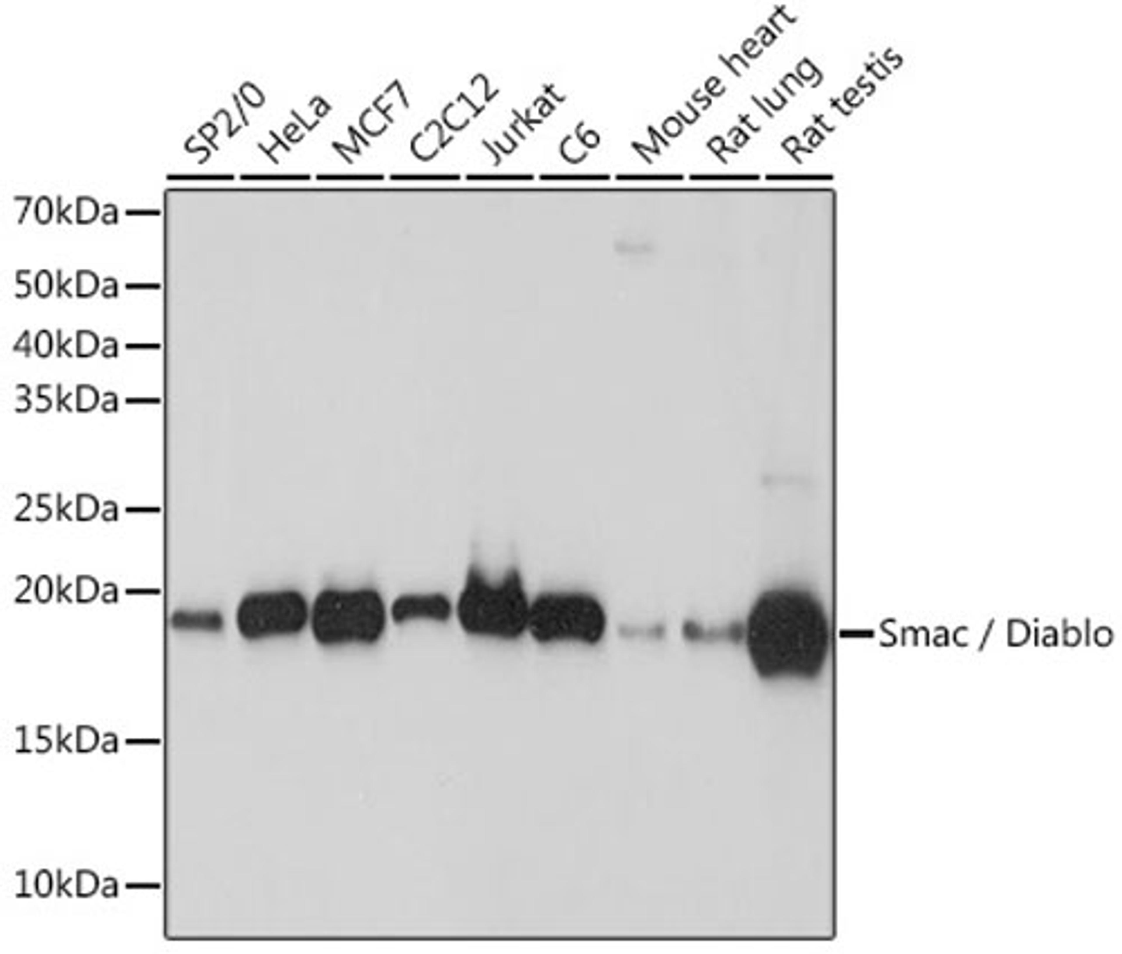 Western blot - Smac / Diablo Rabbit mAb (A8889)