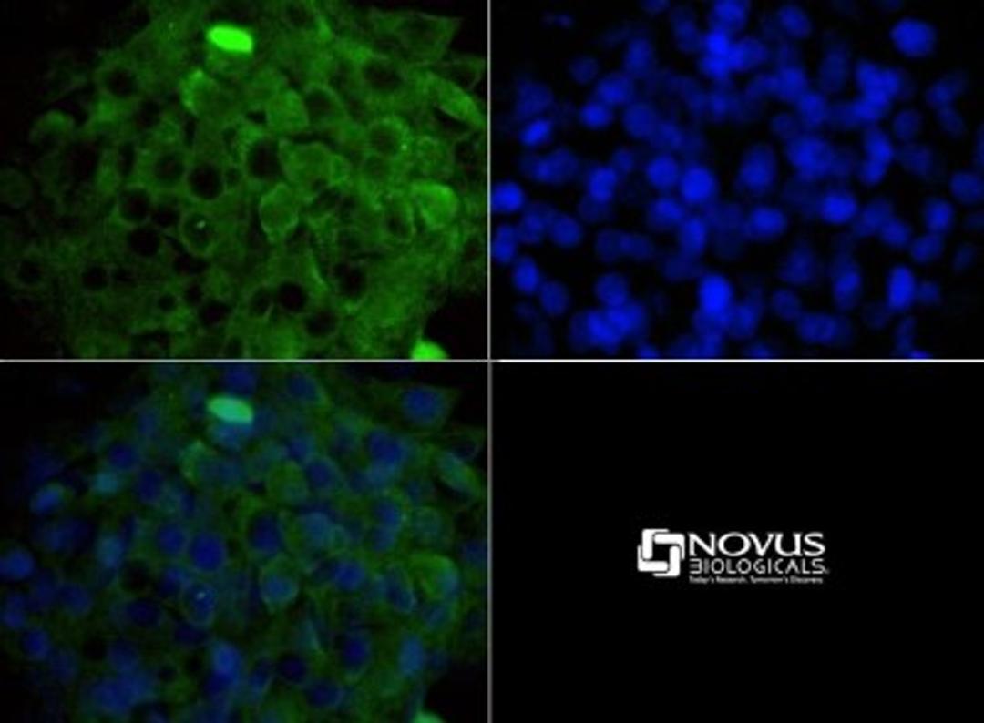 Immunocytochemistry/Immunofluorescence: MP1/MAP2K1IP1 Antibody [NBP1-50631] - ICC staining of MAP2K1IP1 in HepG2 cells with FITC (green). Nuclei were counterstained with DAPI (blue).