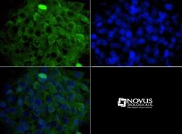 Immunocytochemistry/Immunofluorescence: MP1/MAP2K1IP1 Antibody [NBP1-50631] - ICC staining of MAP2K1IP1 in HepG2 cells with FITC (green). Nuclei were counterstained with DAPI (blue).